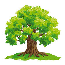 Image result for oak tree